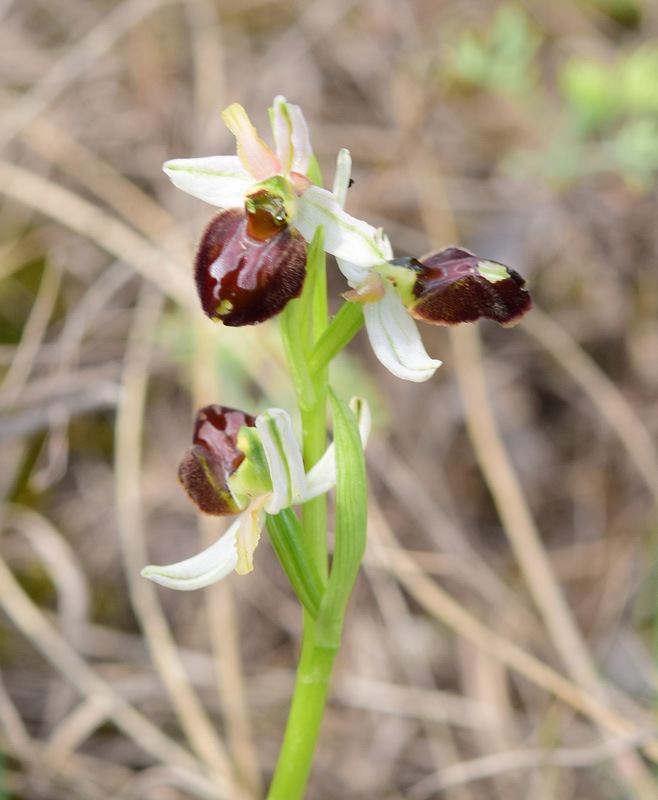 Ophrys sphegodes subsp sphegodes Miller. Sepali bianchi. 3.jpg