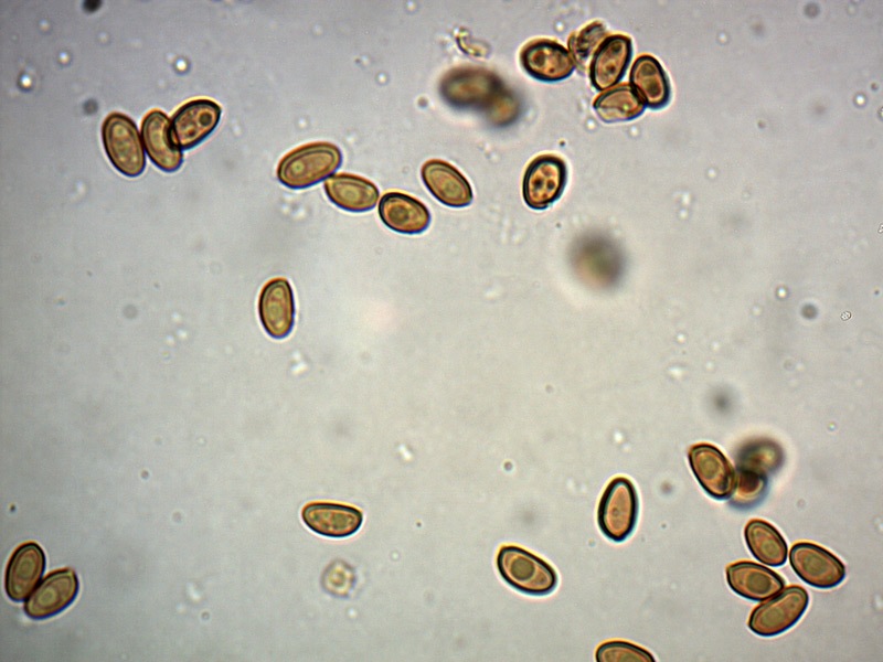 Pholiotina-aporos-spore-15_1000x.jpg