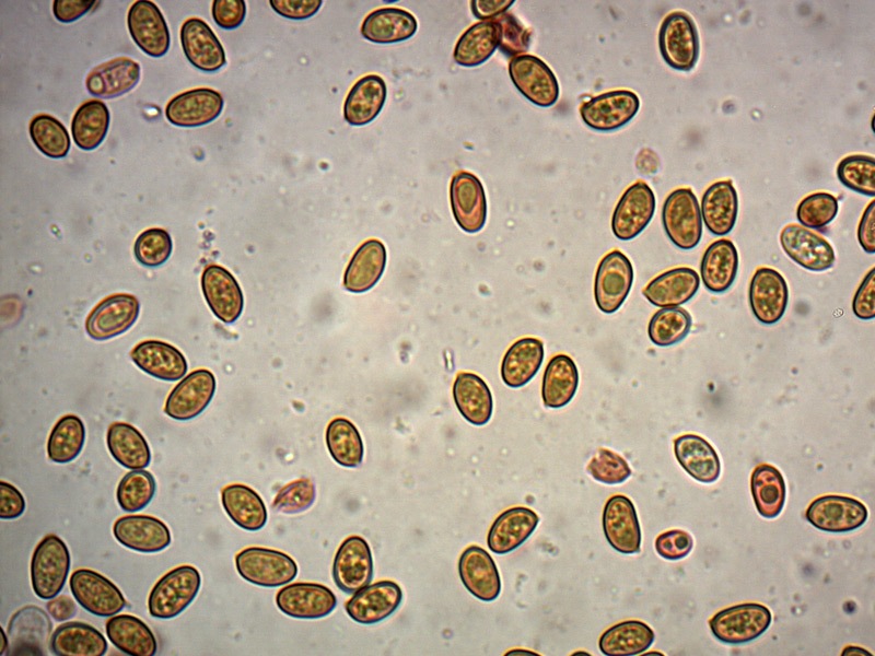 Pholiotina-aporos-spore-20_1000x.jpg