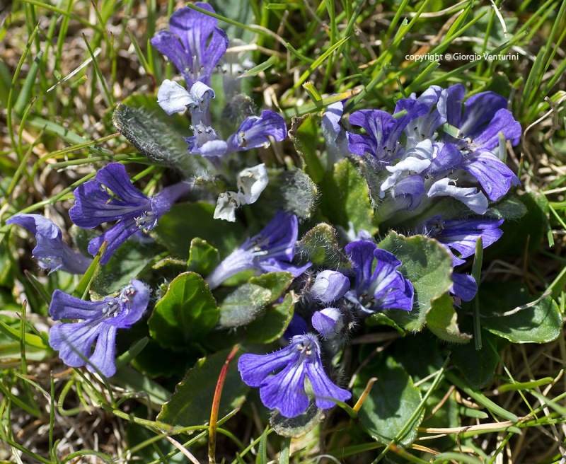 ajuga_tenor2.jpg