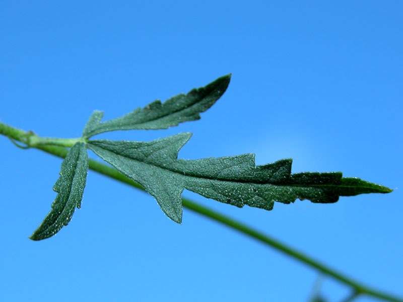 cannabina2.jpg