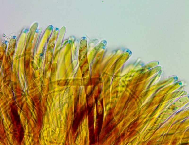 0028-2.thumb.jpg.52bef37e685009594b6f29610f30a7fb.jpg