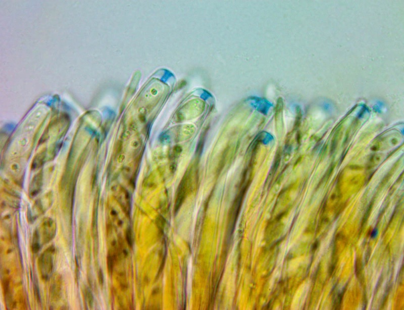 0029-2.thumb.jpg.661054c99f0c0156f12e7df558fda63b.jpg