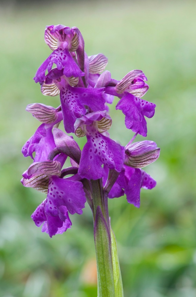 Anacamptis-morio-8988_95_2023.jpg