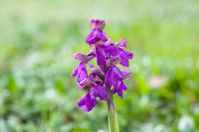 Anacamptis-morio-8996_01_2023.jpg