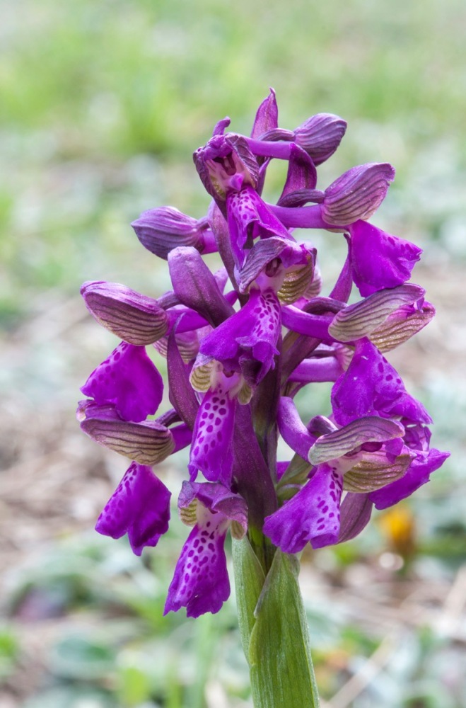 Anacamptis-morio-9020_26_2023.jpg