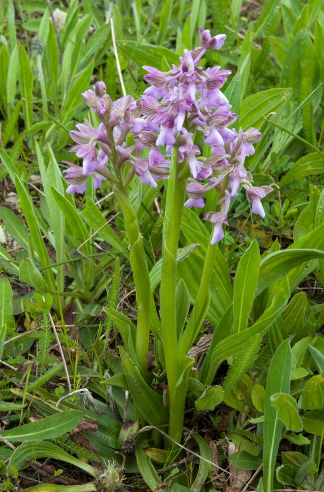 Anacamptis-morio-9245_51_2023.jpg