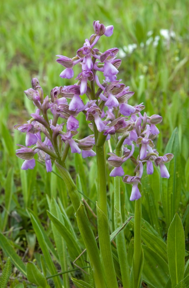 Anacamptis-morio-9257_62_2023.jpg