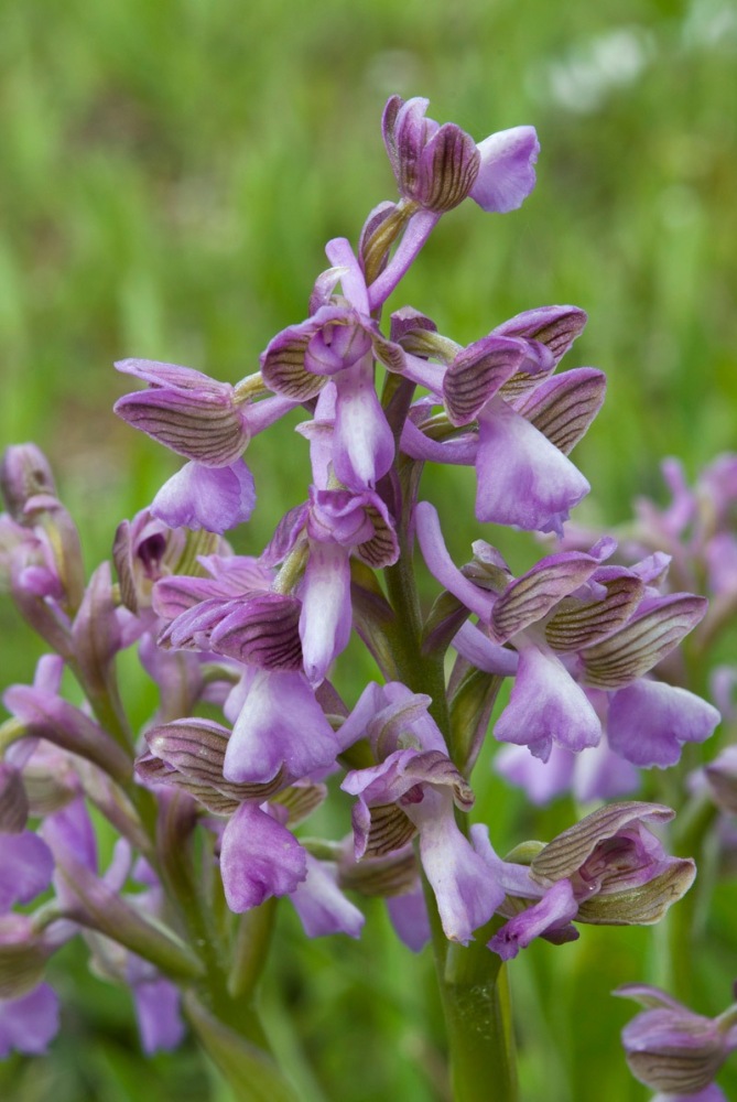 Anacamptis-morio-9268_75_2023.jpg