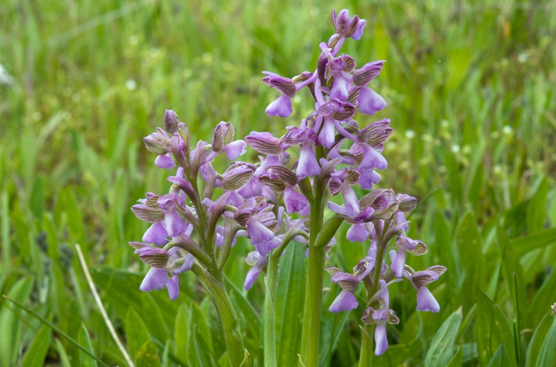 Anacamptis-morio-9288_90_2023.jpg