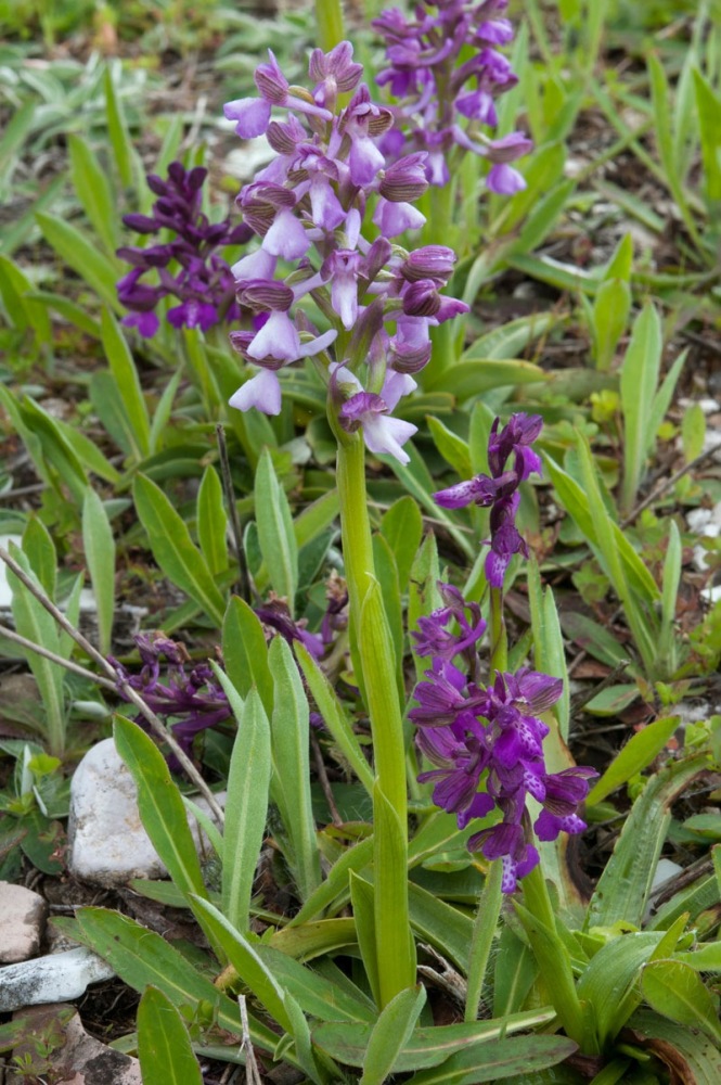 Anacamptis-morio-9291_96_2023.jpg