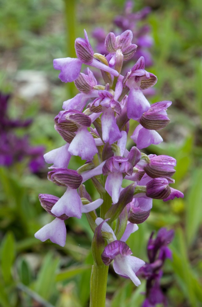 Anacamptis-morio-9306_16_2023.jpg