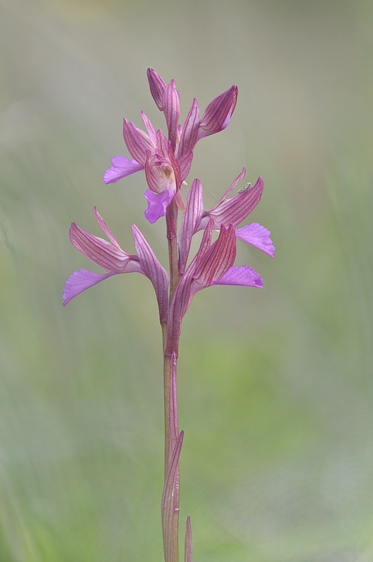 Anacamptis_papilionacea.jpg.455ed0dc2a060d89cec2287260184b3d.jpg