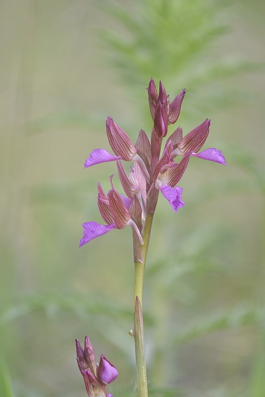 Anacamptis_papilionacea2.jpg.e22c3532b2a6b70bd549ceee411ba729.jpg