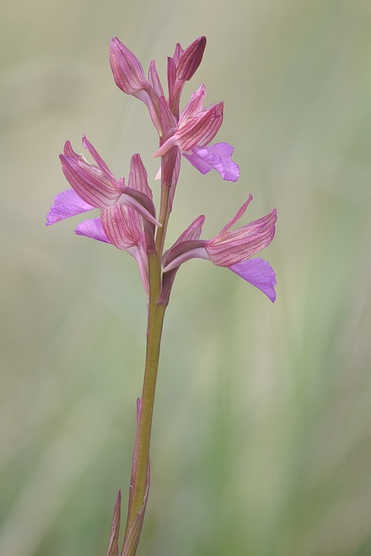 Anacamptis_papilionacea3.jpg.579c35031757fc03f2cde8f3ed2d74af.jpg