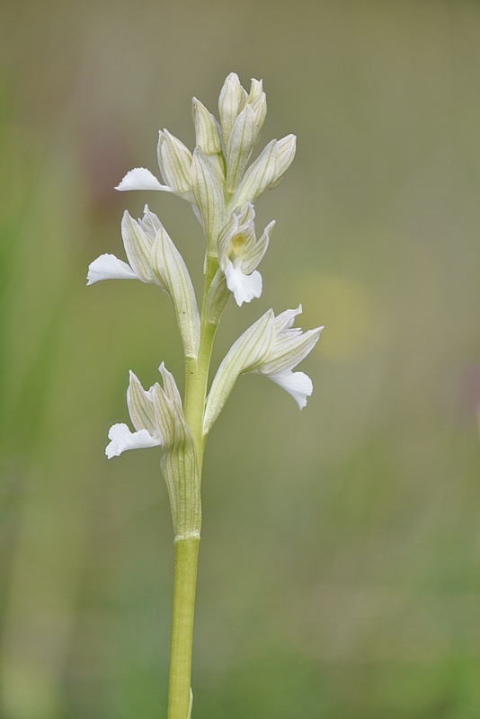 Anacamptis_papilionacea8.jpg.1afe02d2447f8ea096deb2cba3c72ba5.jpg