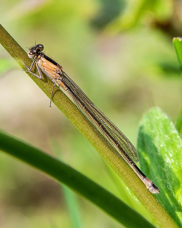 Ischnura-elegans_-fem.-mat.--ginomorfa_-ruf.-obs-(9).jpg