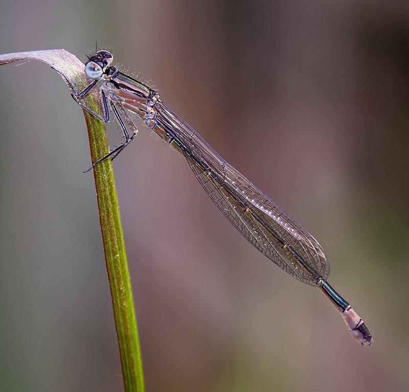 Ischnura-elegans_-femmina-matura-'infuscans'-(10).jpg