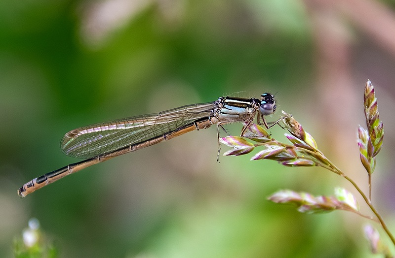 Ischnura-pumilio_-maschio-(10).jpg