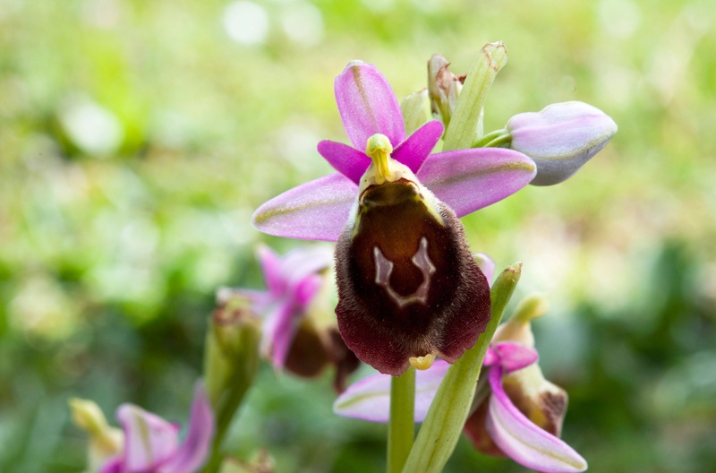 Ophrys-crabronifera-8945_51_2023.jpg