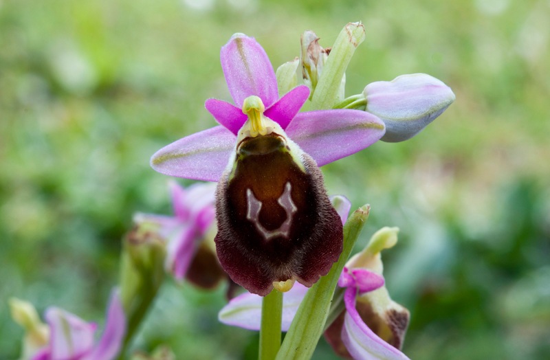 Ophrys-crabronifera-8958_65_2023.jpg