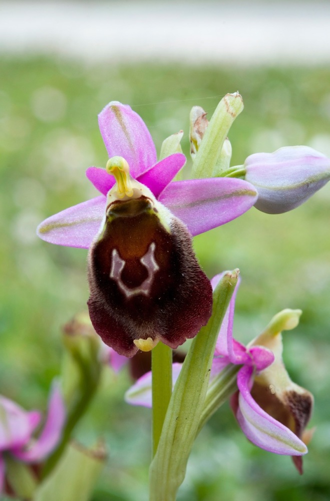 Ophrys-crabronifera-8966_71_2023.jpg