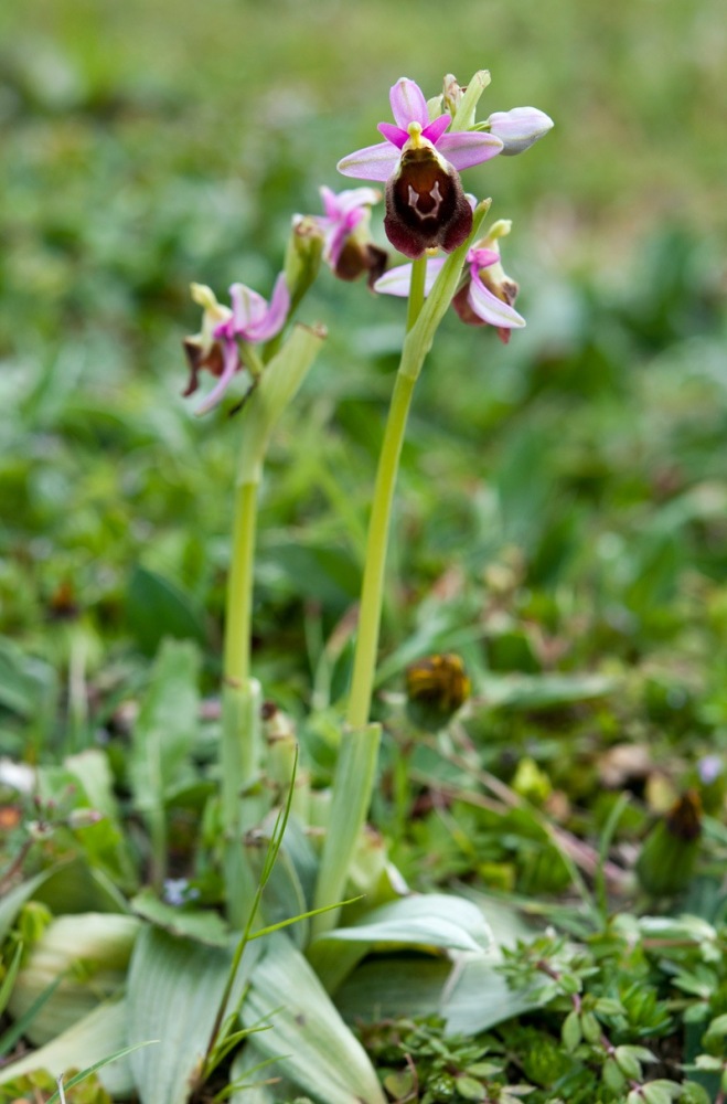 Ophrys-crabronifera-8974_75_2023.jpg