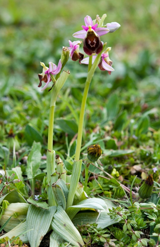 Ophrys-crabronifera-8976_77_2023.jpg