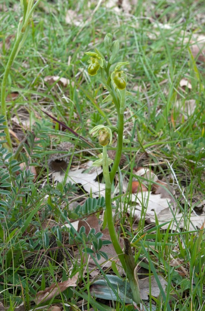 Ophrys-sphegodes-f-chlorantha-9661_63_2023.jpg