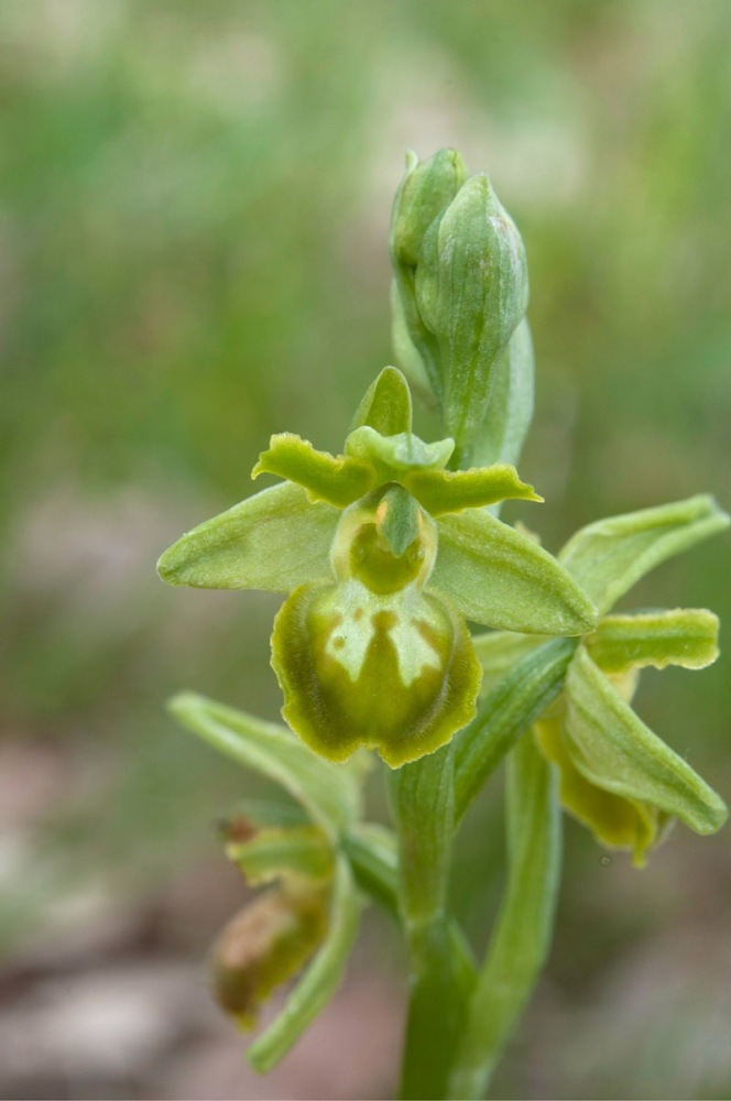 Ophrys-sphegodes-f-chlorantha-9675_80_2023.jpg