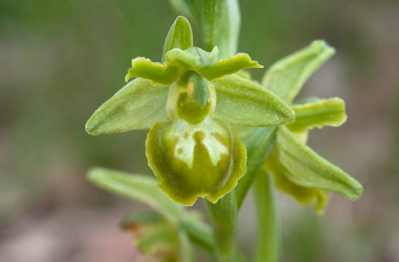 Ophrys-sphegodes-f-chlorantha-9681_86_2023.jpg