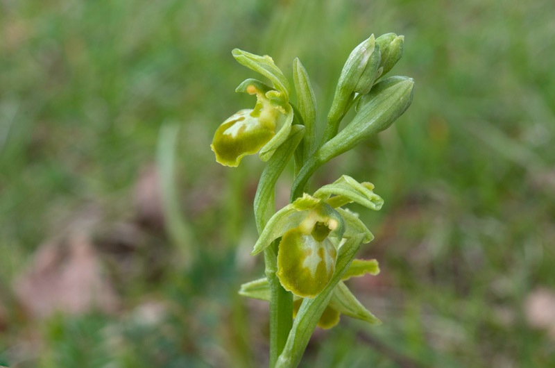 Ophrys-sphegodes-f-chlorantha-9698_01_2023.jpg