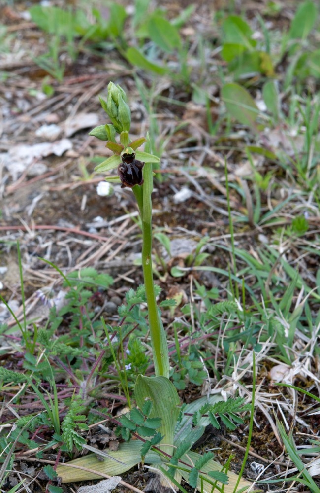 Ophrys-sphegodes-subsp-classica-9050_52_2023.jpg