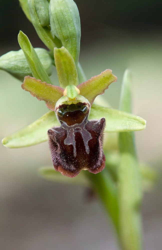 Ophrys-sphegodes-subsp-classica-9060_65_2023.jpg