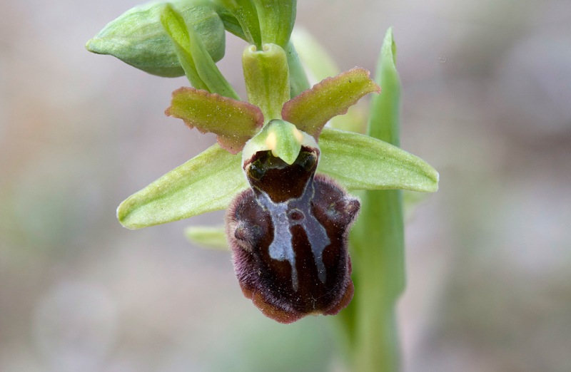 Ophrys-sphegodes-subsp-classica-9073_81_2023.jpg