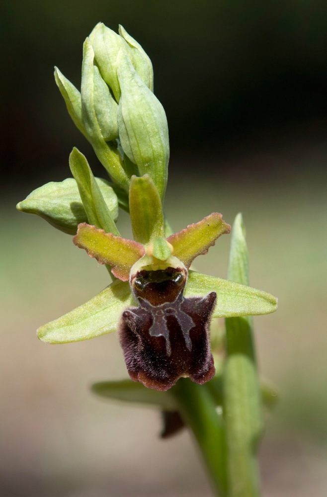 Ophrys-sphegodes-subsp-classica-9082_88_2023.jpg