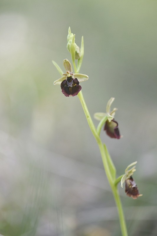 Ophrys_devenensis.JPG.3039d18325764c46beeff65886339e79.JPG