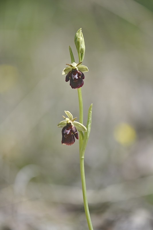 Ophrys_devenensis6.jpg.c88a5312430847a62828a1ee47339b26.jpg