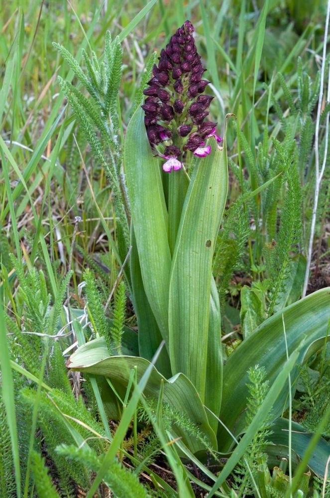 Orchis-purpurea-9321_24_2023.jpg