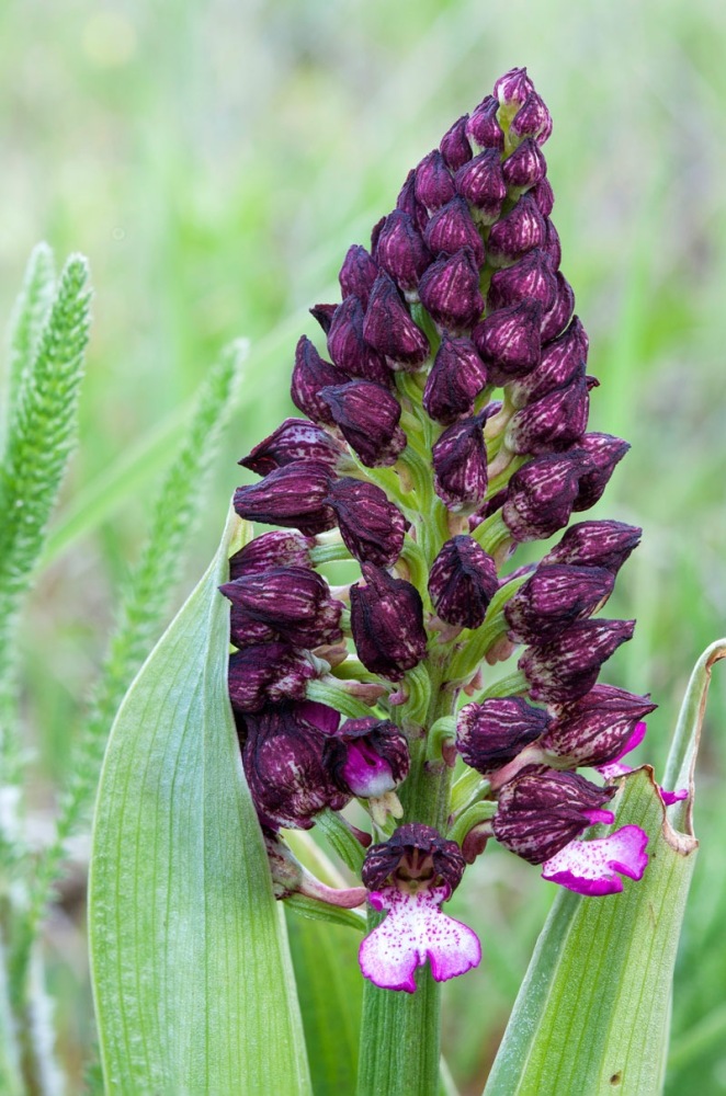 Orchis-purpurea-9331_37_2023.jpg