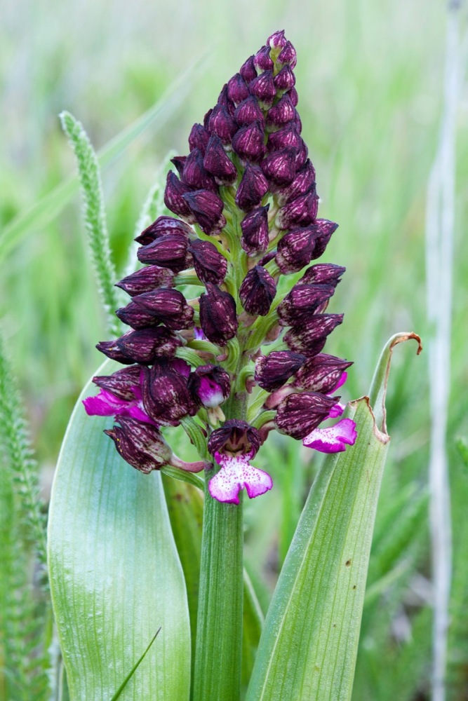 Orchis-purpurea-9338_42_2023.jpg