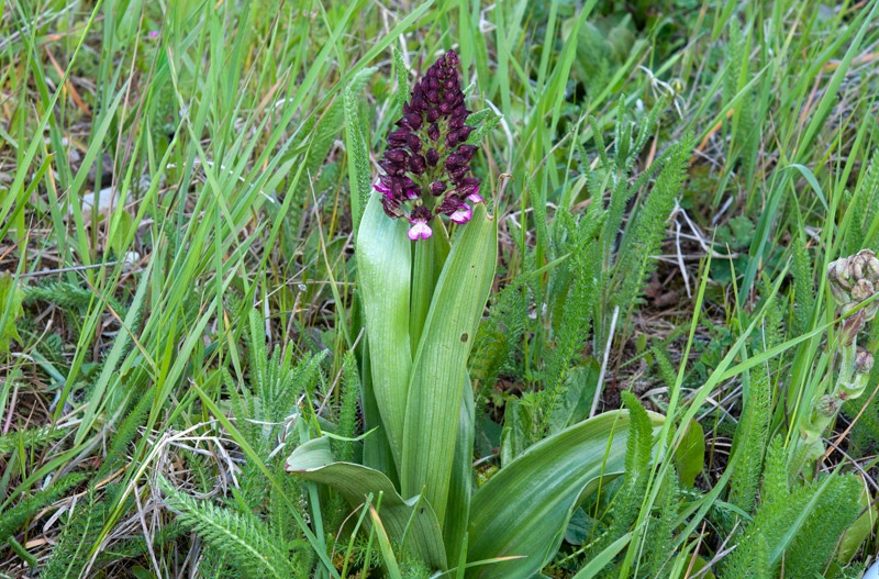 Orchis-purpurea-9351_53_2023.jpg