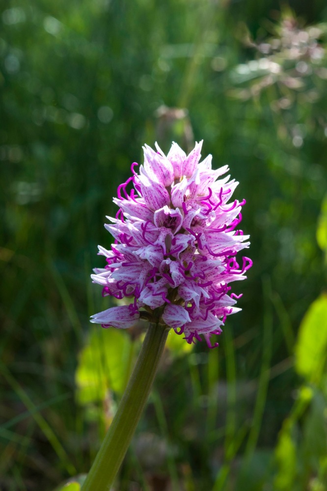 Orchis-simia-9492_97_2023.jpg