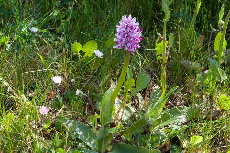 Orchis-simia-9517_18_2023.jpg