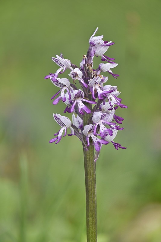 Orchis_beyrichii.jpg.eb2b9c6d4026fb1086496746827bd071.jpg