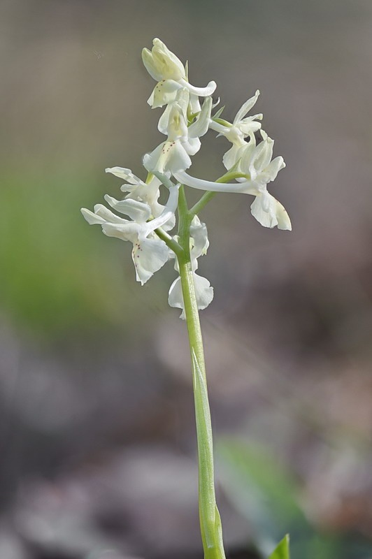 Orchis_provincialis.jpg.a321280391dd8911f95d3068692fed20.jpg