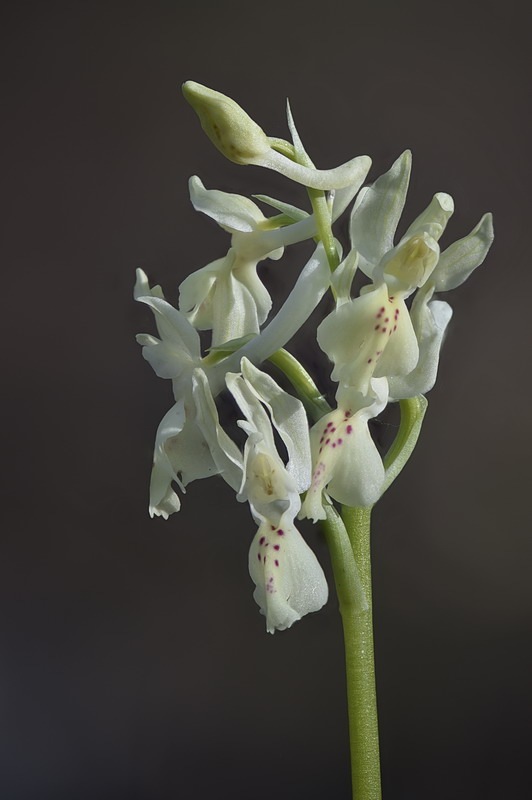 Orchis_provincialis3.jpg.a9bb02d2644fc3caa0dc872926a14336.jpg