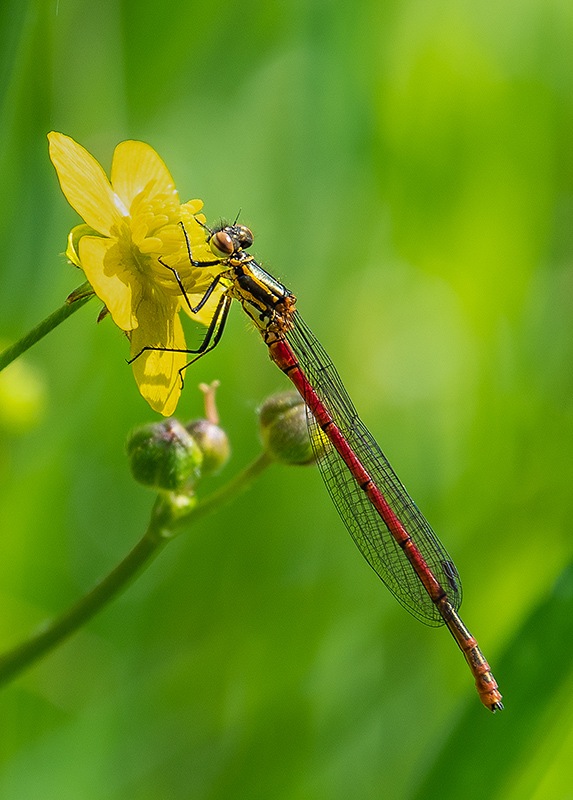 Pyrrhosoma-nymphula_-maschio-giovane-immaturo-(3).jpg