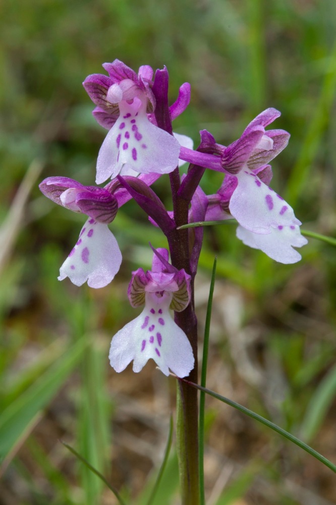 Anacamptis-morio-180_188_2023.jpg