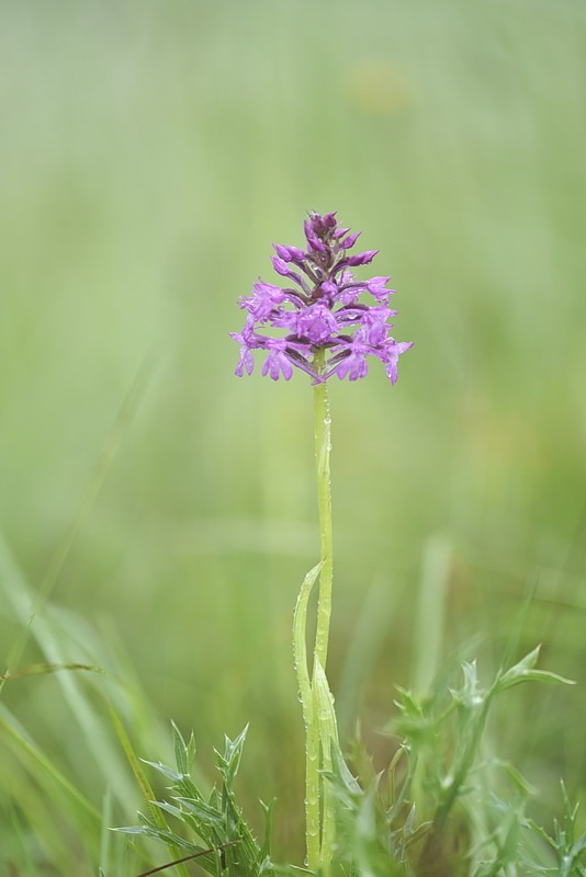 Anacamptis_berica.jpg.3cd1a4dcfdb0535a07c6faad72ecca8c.jpg